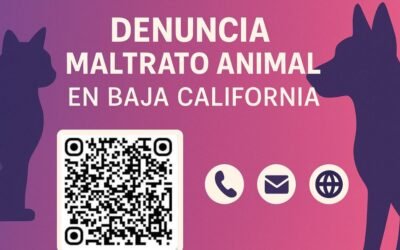 Cómo denunciar maltrato animal en Baja California: guía paso a paso (2025)